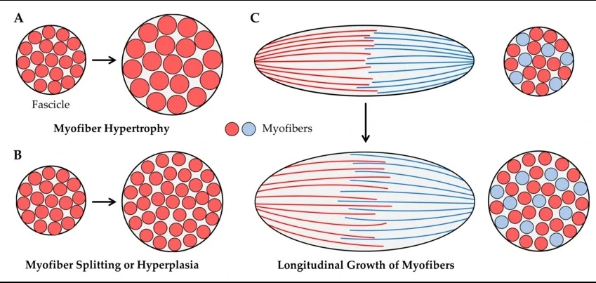 Sarcoplasmic Hypertrophy vs Myofibrillar Hypertrophy