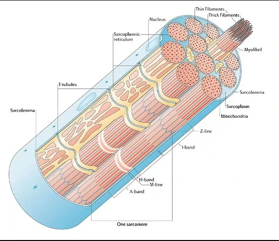 Sarcoplasmic Hypertrophy vs Myofibrillar Hypertrophy